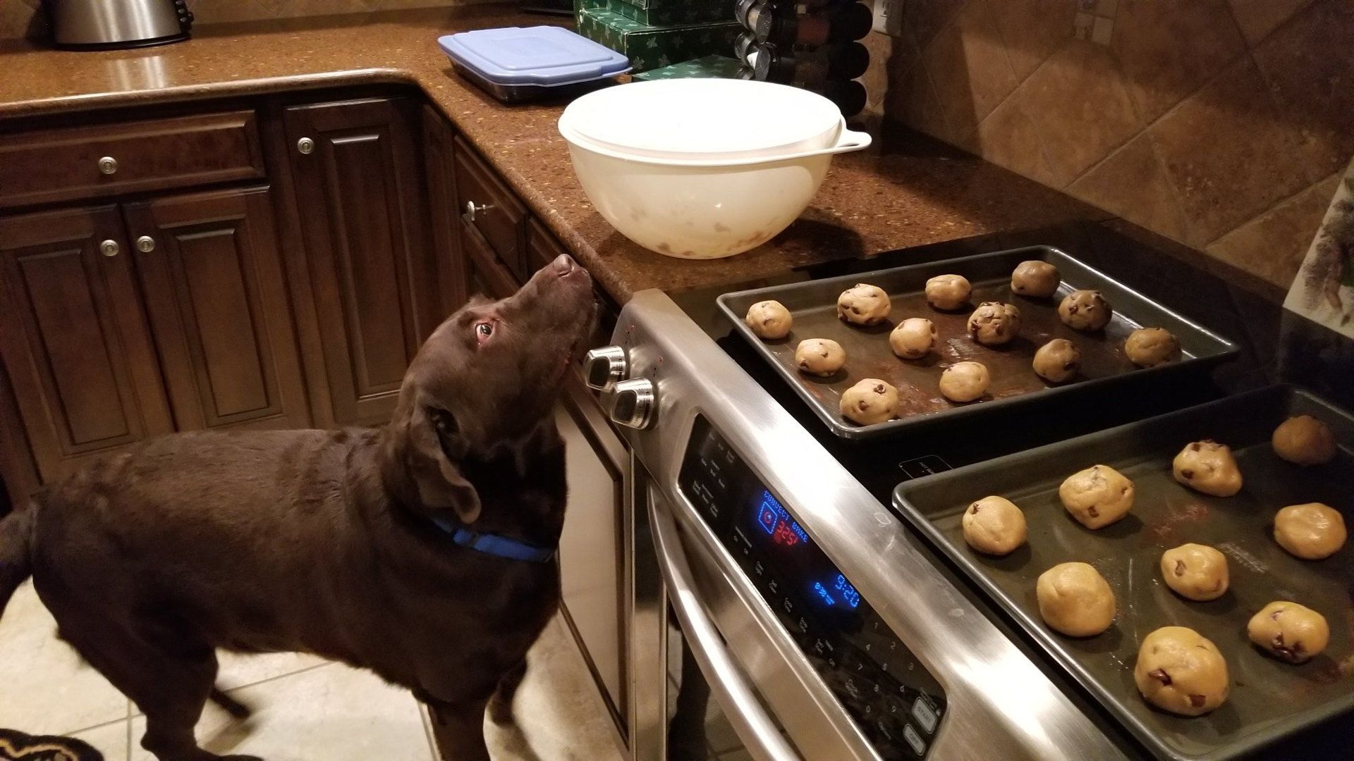 my chocolate lab losing his fucking mind over these cookies